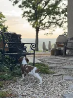 Archie, a male Brittany for sale in Sand Springs, OK – Photo 3 of 10