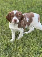 Archie, a male Brittany for sale in Sand Springs, OK – Photo 7 of 10