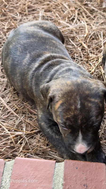 Tommy – American Pit Bull Terrier puppy for sale in Whiteville, NC
