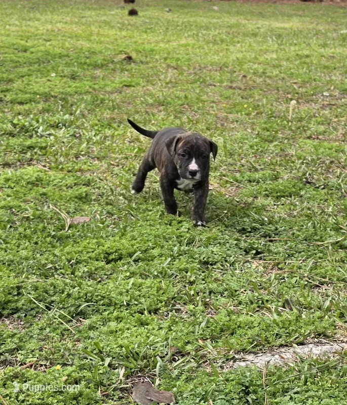 Tommy – American Pit Bull Terrier puppy for sale in Whiteville, NC
