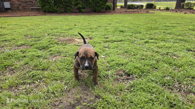 Timmy – American Pit Bull Terrier puppy for sale in Whiteville, NC