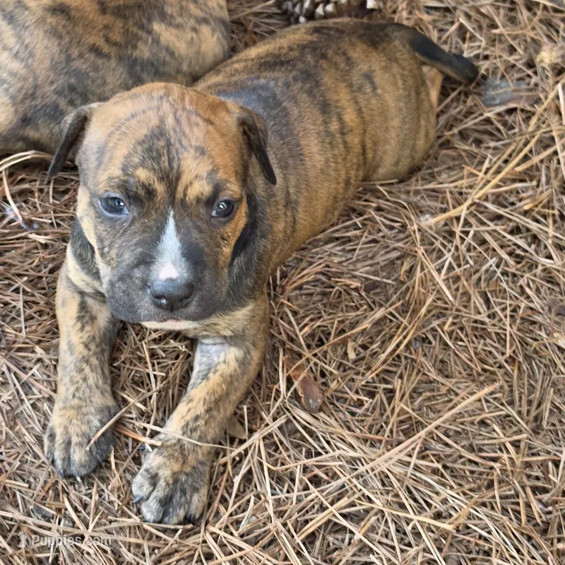 Jenney – American Pit Bull Terrier puppy for sale in Whiteville, NC