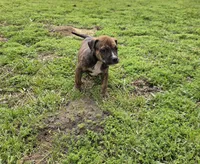 Timmy, a male American Pit Bull Terrier for sale in Whiteville, NC – Photo 4 of 8