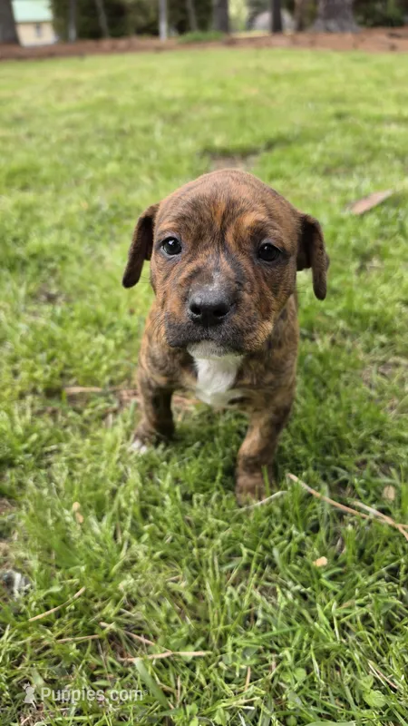 Rex – American Pit Bull Terrier puppy for sale in Whiteville, NC