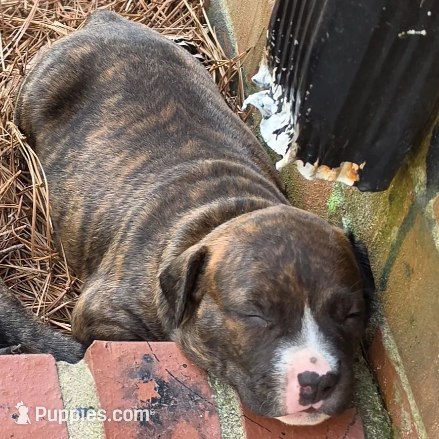 Max – American Pit Bull Terrier puppy for sale in Whiteville, NC