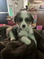 Hazel , a female Miniature Aussiedoodle for sale in Sheridan, AR – 3 of 5