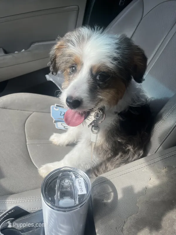 Hazel  – Miniature Aussiedoodle puppy for sale in Sheridan, AR