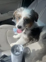 Hazel , a female Miniature Aussiedoodle for sale in Sheridan, AR – 1 of 5