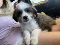 Hazel , a female Miniature Aussiedoodle for sale in Sheridan, AR – 5 of 5
