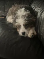Hazel , a female Miniature Aussiedoodle for sale in Sheridan, AR – 2 of 5