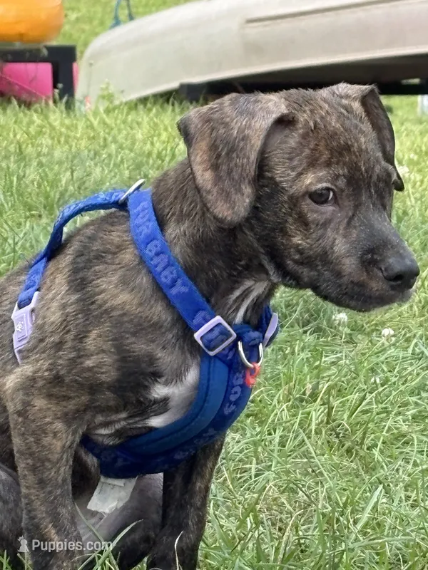 Kane  – Boxer, Labrador Retriever puppy for sale in Madison, WI