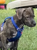 Kane , a male Boxer and Labrador Retriever for sale in Madison, WI – 1 of 4