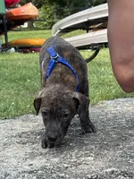 Kane , a male Boxer and Labrador Retriever for sale in Madison, WI – 2 of 4