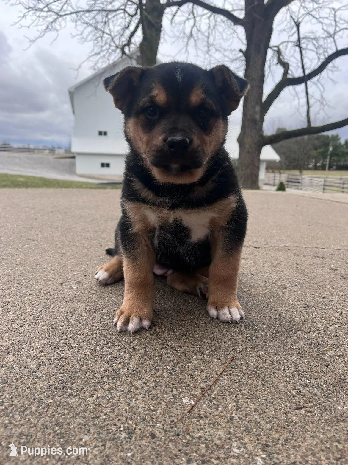 Grace – German Shepherd Dog, Bernese Mountain Dog puppy for sale in New Haven, IN
