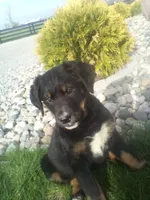 Charlotte, a female German Shepherd Dog and Bernese Mountain Dog for sale in New Haven, IN – Photo 2 of 2