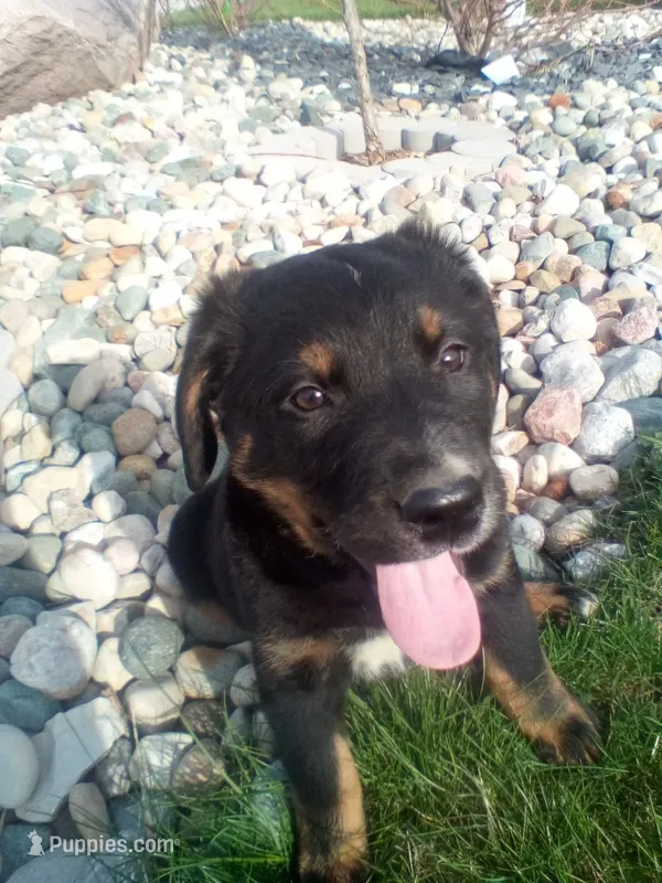 Charlotte – German Shepherd Dog, Bernese Mountain Dog puppy for sale in New Haven, IN