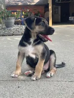 Lucy, a female German Shepherd Dog and Bernese Mountain Dog for sale in New Haven, IN – 4 of 5