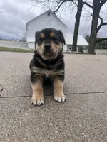 Buddy, a male German Shepherd Dog and Bernese Mountain Dog for sale in New Haven, IN – Photo 2 of 3