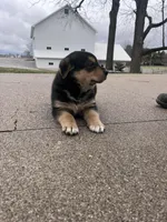 Buddy, a male German Shepherd Dog and Bernese Mountain Dog for sale in New Haven, IN – Photo 3 of 3