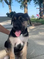 Lucy, a female German Shepherd Dog and Bernese Mountain Dog for sale in New Haven, IN – 5 of 5