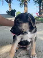 Lucy, a female German Shepherd Dog and Bernese Mountain Dog for sale in New Haven, IN – 1 of 5