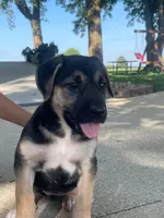 Lucy, a female German Shepherd Dog and Bernese Mountain Dog for sale in New Haven, IN – 3 of 5