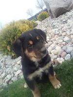 Lacy, a female German Shepherd Dog and Bernese Mountain Dog for sale in New Haven, IN – Photo 3 of 3