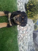 Lacy, a female German Shepherd Dog and Bernese Mountain Dog for sale in New Haven, IN – Photo 2 of 3