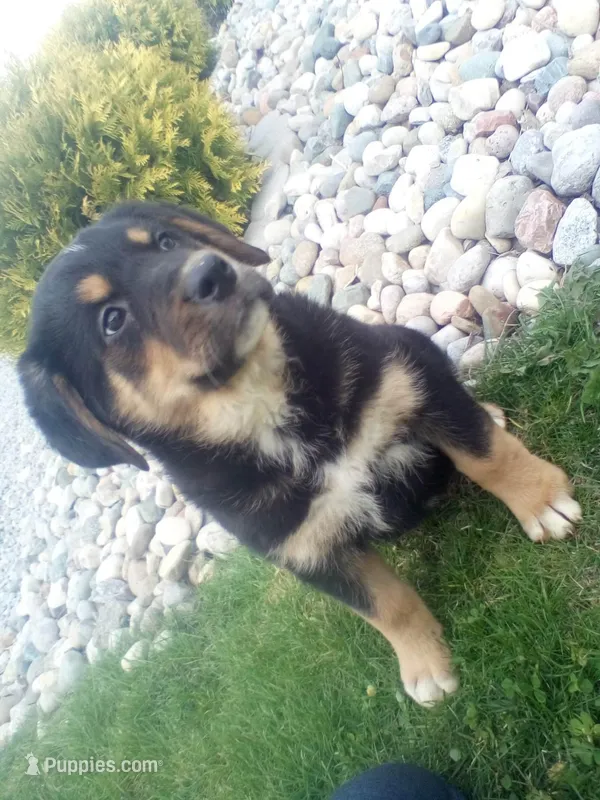 Lacy – German Shepherd Dog, Bernese Mountain Dog puppy for sale in New Haven, IN