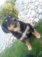 Lacy, a female German Shepherd Dog and Bernese Mountain Dog for sale in New Haven, IN – Photo 1 of 3