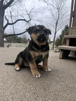 Grace, a female German Shepherd Dog and Bernese Mountain Dog for sale in New Haven, IN – Photo 2 of 3
