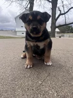Grace, a female German Shepherd Dog and Bernese Mountain Dog for sale in New Haven, IN – Photo 3 of 3