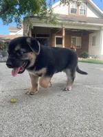 Lincoln , a male German Shepherd Dog and Bernese Mountain Dog for sale in New Haven, IN – 4 of 4