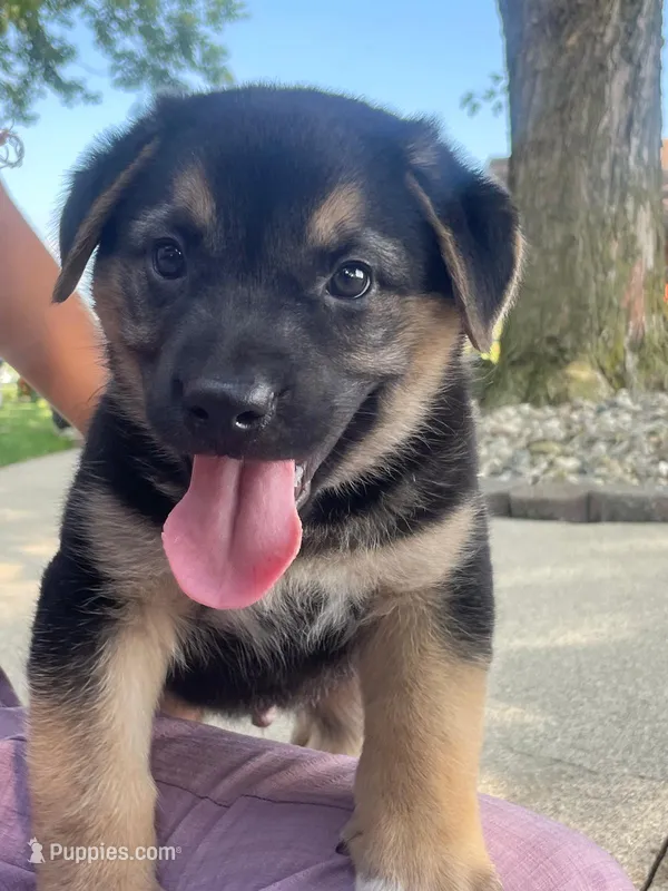 Lincoln  – German Shepherd Dog, Bernese Mountain Dog puppy for sale in New Haven, IN