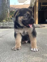 Lincoln , a male German Shepherd Dog and Bernese Mountain Dog for sale in New Haven, IN – 3 of 4