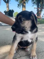 Lucy, a female German Shepherd Dog and Bernese Mountain Dog for sale in New Haven, IN – 2 of 5