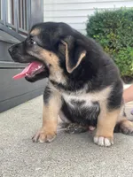 Lincoln , a male German Shepherd Dog and Bernese Mountain Dog for sale in New Haven, IN – 2 of 4
