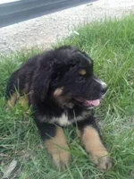 Trey, a male German Shepherd Dog and Bernese Mountain Dog for sale in New Haven, IN – Photo 2 of 3