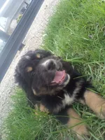 Trey, a male German Shepherd Dog and Bernese Mountain Dog for sale in New Haven, IN – Photo 3 of 3