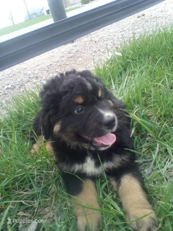 Trey – German Shepherd Dog, Bernese Mountain Dog puppy for sale in New Haven, IN