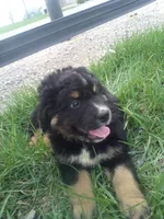 Trey, a male German Shepherd Dog and Bernese Mountain Dog for sale in New Haven, IN – Photo 1 of 3