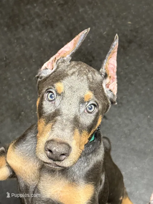 Roo #9 – Doberman Pinscher puppy for sale in Hollister, MO