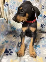 Roo #8, a male Doberman Pinscher for sale in Hollister, MO – 3 of 9