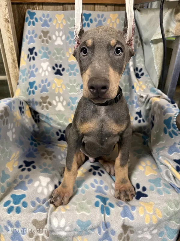 Roo #7 – Doberman Pinscher puppy for sale in Hollister, MO