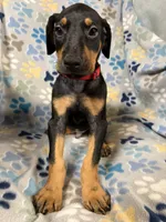 Roo #8, a male Doberman Pinscher for sale in Hollister, MO – 2 of 9