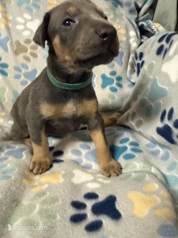 Roo #9 – Doberman Pinscher puppy for sale in Hollister, MO