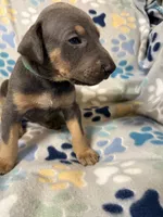 Roo #9, a male Doberman Pinscher for sale in Hollister, MO – 7 of 8