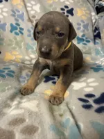 Roo #3, a female Doberman Pinscher for sale in Hollister, MO – 3 of 10