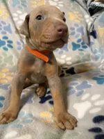 Roo #4, a female Doberman Pinscher for sale in Hollister, MO – 5 of 8