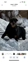 Roo #5, a male Doberman Pinscher for sale in Hollister, MO – 2 of 8